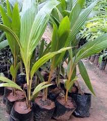 Sembari, bunga di halaman mulai mekar bentuknya indah dan melingkar ada melati, anggrek dan mawar memberi kesejukan tanpa menawar. Jual Bibit Kelapa Pandan Wangi Unggul Termurah Kartani Co Id