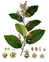 Image result for Croton polytrichus