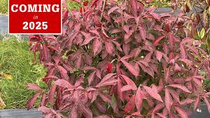 Image result for Neobolusia