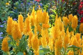 Image result for Celosia pandurata