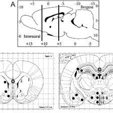 The scalable brain atlas does not own any of its templates. Atlas Of The Adult Rat Brain Paxinos And Watson 2005 A Download Scientific Diagram