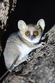 This Is The Gray Mouse Lemur They Are One Of The Smallest Primates Yet The Largest Of The Mouse Le In 2020 Grey Mouse Lemur Lemur Primates