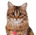 List of Breeders - Siberian Cats