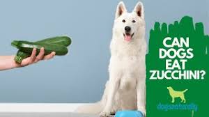 How much zucchini a dog can have will depend on the size of the breed, for example, a large breed could be consuming four times the amount of food as a smaller breed. Can Dogs Eat Zucchini Pet Keepers