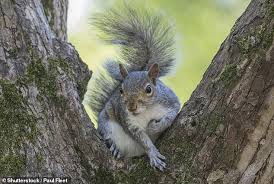Britons Should Eat Grey Squirrels To Keep Population Numbers