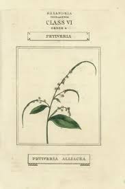 Image result for Petiveria alliacea