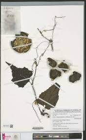 Image result for Lagenaria breviflora