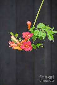 Trumpet vine is another plant that is not without its merits. Trumpet Vine Flower Photograph By Tim Gainey