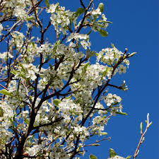 Image result for Pycreus permutatus