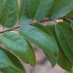 Image result for Marquesia macroura