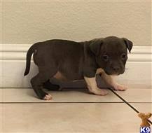 Looking for female pitbull puppy in oregon or northern california. American Pit Bull Puppies For Sale In California