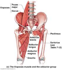 The hip muscles encompass many muscles of the hip and thigh whose main function is to act on the thigh at the hip joint and stabilize the pelvis. The Iliopsoas Muscles The Islander