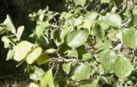 Image result for Dovyalis zeyheri