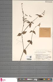 Image result for Indigofera paracapitata