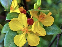 Image result for Ochna inermis