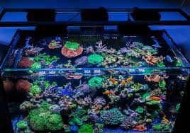 Depending on the corals you can pick a light that matches what they need. 10 Best Led Aquarium Lighting Systems For Reef Tank Corals Aquanswers