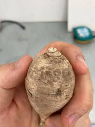 Image result for Stathmostelma gigantiflorum