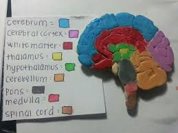 Pin By Horizonsedge On Diy Brain Models Brain Craft Art Therapy Activities