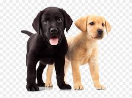 There are many pictures of our labs on the pages of our website, please click through some of the pages to view them. Golden Retriever Puppies Yellow And Black Lab Puppies Clipart 1259615 Pikpng
