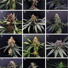Image result for Cannabaceae