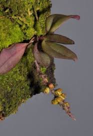 Image result for Ancistrorhynchus clandestinus