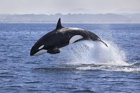 Orcas rafael anton irisarri and benoit pioulard yearling, released 04 april 2014 1. Orca Tier Steckbrief Fur Kinder Schule
