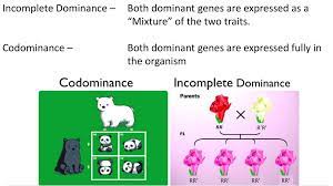An example in humans would be the abo blood group, where alleles a and alleles b are both expressed. Codomiance In Genetics Refers To Ppt Codominance And Incomplete Dominance Powerpoint Presentation Free Download Id 1967239 Which One Of The Genotypes Shown Above Results In A Phenotype That Were The