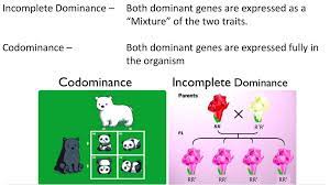 Examples of codominance include ab blood type in humans and red and white flower petals in rhododendrons. Codomiance In Genetics Refers To Incomplete Dominance Definition Examples Expii You Can Open This Traits File Codominance Txt And Calculate Trends Neurosci