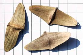 Image result for Terminalia superba