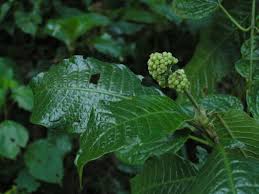 Image result for Virectaria