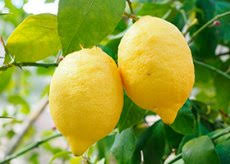 Bere una tazza di acqua e limone in gravidanza è un'abitudine sana che aiuta il corpo delle future mamme ad abituarsi alle trasformazioni che subirà nell'arco dei nove mesi di gestazione. Limone In Gravidanza Con Competenza Per La Salute Su Ilive