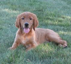 Besides the differences in coat between these two lovable dogs, you might wonder what the difference is between them. Golden Retriever Irish Setter Mix Puppy Golden Retriever Irish Setter Mix Dogs Golden Retriever Dog Breed Info