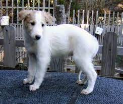 It has a narrow, slightly domed head with almost no stop. Russischer Windhund Barsoi Welpen Hunde Barsoi Windhund Welpen