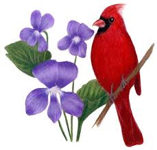 This is also the state bird of several other states in the eastern united states, since it is so abundant. Illinois State Bird And Flower Cardinal Cardinalis Cardinalis Good Morning Gif Animation Good Morning Animation State Birds