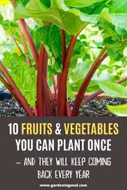Grow rhubarb from root divisions, called crowns, rather than from seed, which can produce plants add a handful of bonemeal if your soil is low in phosphorus. 10 Fruits Vegetables You Can Plant Once And They Will Keep Coming Back Every Year