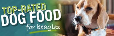 The best dog foods for beagles will usually have at least 30% protein, and plenty of beagle enthusiasts recommend even higher—as much as 40% or 50% protein. Best Dog Food For Beagles Puppies Adults Seniors Buyer S Guide