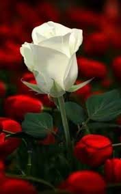 This Group Is For Networking I Asked You Nicely Not To Join The Group Chat And To Respect My Boundaries This Beautiful Rose Flowers Flowers Beautiful Flowers