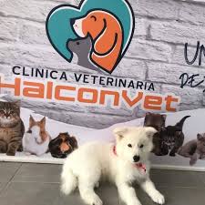 Clinica Veterinaria HalconVet