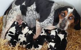 Blackjack blue tick kennels proudly announces we have 2 litters of pups available for pick up immediately! Bluetick Coonhound Puppies Behavior And Characteristics In Different Months Until One Year