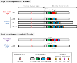 Check spelling or type a new query. Molecular Anatomy And Pathogenic Actions Of Helicobacter Pylori Caga That Underpin Gastric Carcinogenesis Cellular Molecular Immunology
