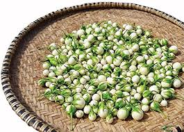 Image result for Solanum macrocarpon