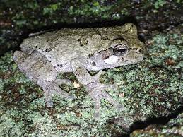 These two species — the gray treefrog and cope's gray treefrog — are very similar. Gray Tree Frog Pet Care Sheet Amphibian Care