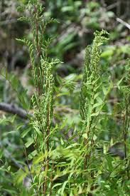 Image result for Osmunda regalis
