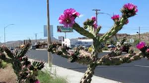 We did not find results for: Desert Plants Cactus Flowers In Bloom Youtube