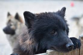 We would like to show you a description here but the site won't allow us. Designerhunde Eigenschaften Hund Aport Hundeschule