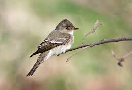 Image result for Contopus virens