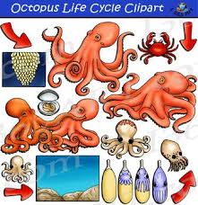 Octopus Life Cycle Clipart Clip Art Life Cycles Octopus Art