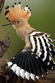 Birds Of The Same Feather Flock Together Meaning In Bengali Ned The Toothpick On Twitter Beautiful Birds Animals Animals Beautiful