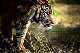 Maybe you would like to learn more about one of these? 10 Wild Native Animals That Live In Indonesia