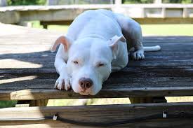 While many american bully breeders are selling their dogs for hefty prices, none of them quite compare to the trade of the american bully known as white rhino pitbull for a 250. Four Common Health Problems Found In Bully Breed Dogs Figo Pet Insurance